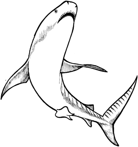 Tiger Shark Coloring Page